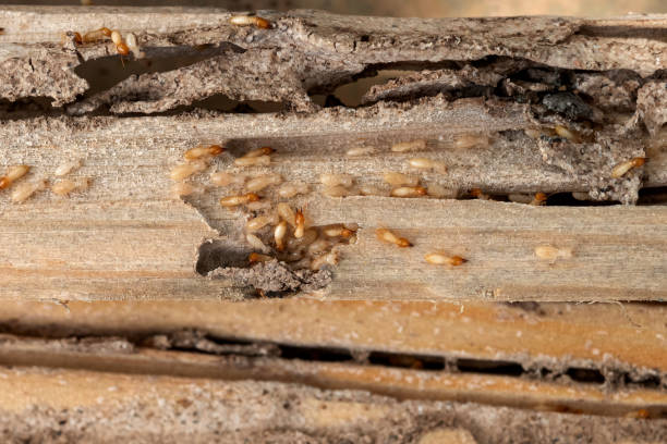 Best Cockroach Control Services  in Badieville, LA